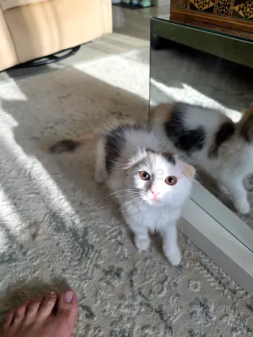 Gorgeous [70 Days] old Scottish Fold Female kitten friendly, playful personality