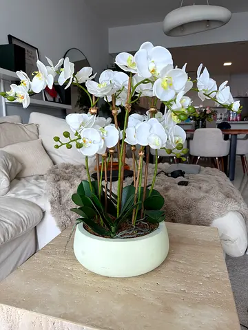 Large White Phalaenopsis Orchid in Ceramic Pot - Fully Rooted, Decorative Plant