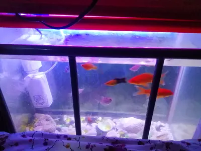 Complete Home Fish Aquarium with Assorted Fishes and all accessories