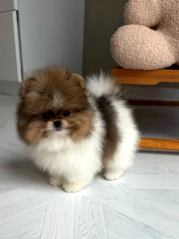 Pomeranian puppy looking for new home