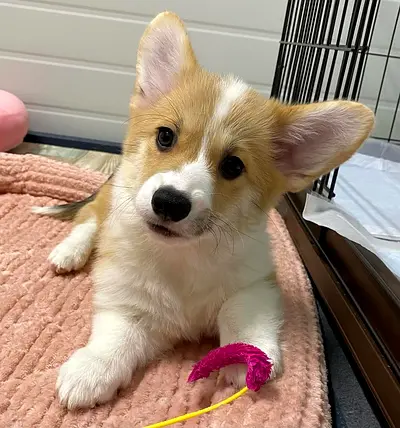 Sweet adorable Corgi puppy