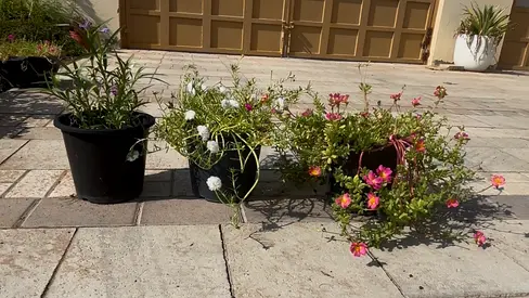Set of six Outdoor plants in pots