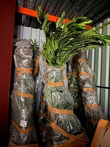 Set of 7 Artificial Palm/Dracaena Plants - Wrapped for Transport