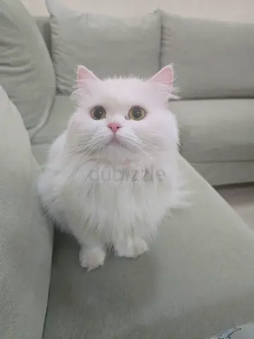 Cats for adoption