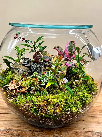 Glass Terrarium with Live Moss and Miniature Plants