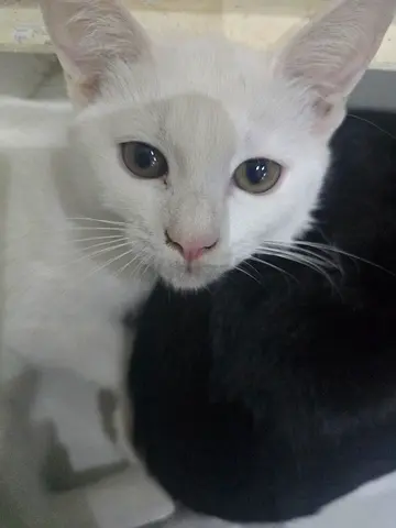 Free Kittens For Adoption