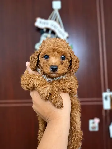 Cute Toy Poodle Puppy, healthy and playful is looking for a new home