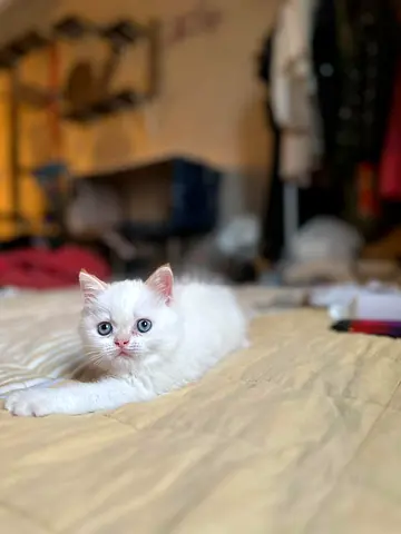 Pet - ADORABLE FURRY