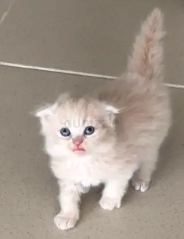 Male Scottish Fold - Ginger Kitten