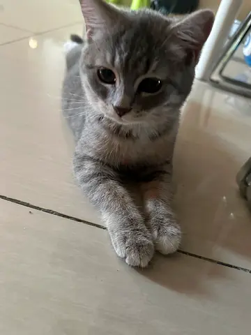 British short hair, female kitten available fully vaccinated microchip dewormed everything done in