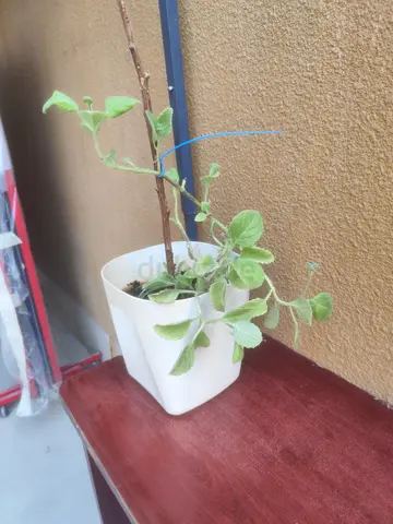 Plants