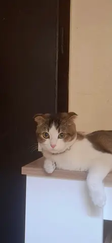 Free cat