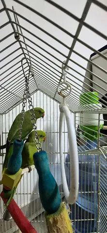 Pair of Green Parakeets with Cage