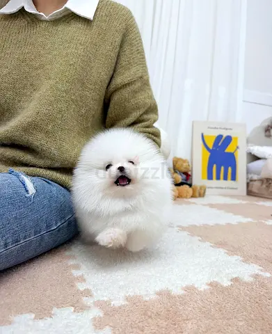 Cute White Pomeranian Puppy — Friendly, Fluffy, Ready for Home
