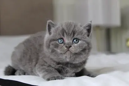 my British short hairs wanting a lovely and friendly home
