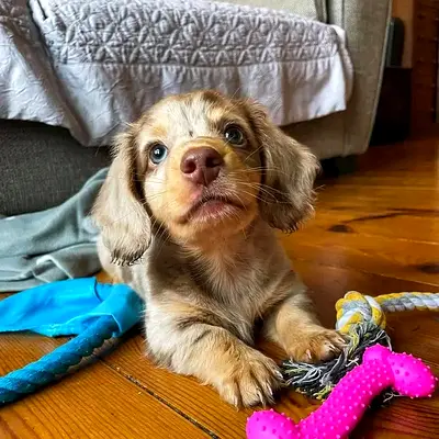Cute long-haired dachshund puppy