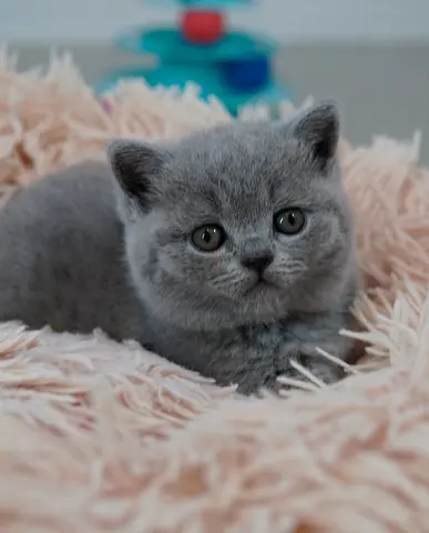 sweet and playful British short hair looking for loving home