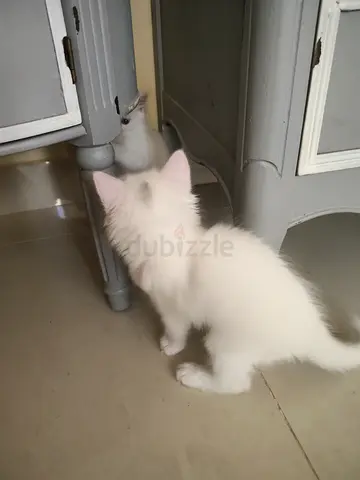 White long-haired kitten - playful and healthy, ready for adoption
