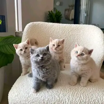 British shorthair kittens