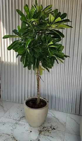 Large outdoor potted Frangipani/leafy plant on trunk — ready to move