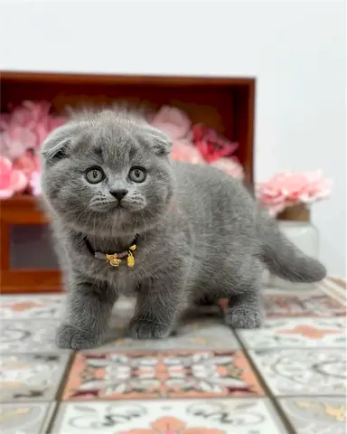 Adorable sweet grey Scottish fold