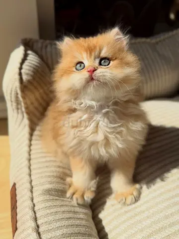 golden British longhair