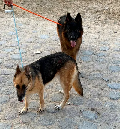 Dogs for adoption