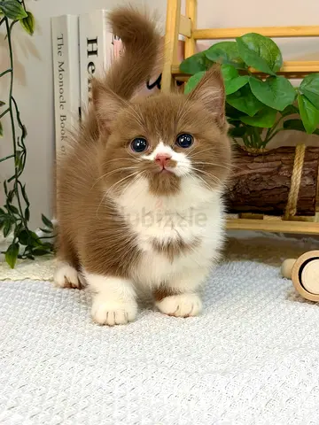 my friendly and adorable british short hair wanting a lovely home