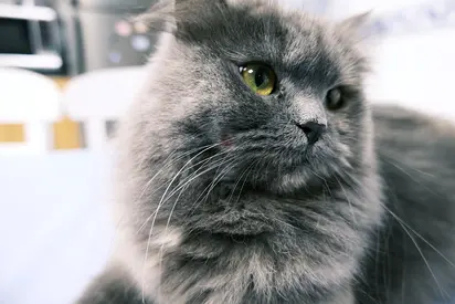 Free Adoption of a Persian female cat