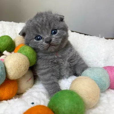 Scottish Fold Kittens – Healthy, Playful & Family Raised