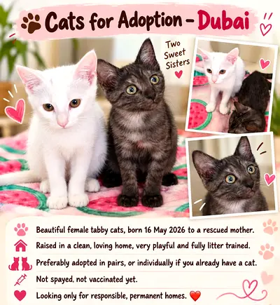 2 Beautiful Kittens Looking for a new home!