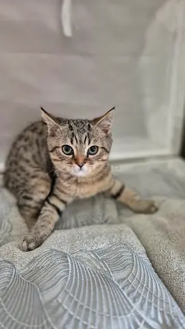 Beautiful Scottish Straight Kitten 🐾