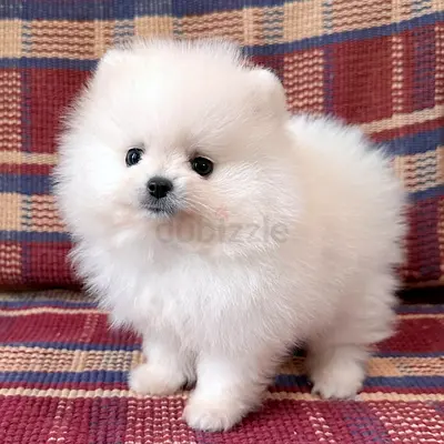 Adorable White Pomeranian Puppy — Healthy, Playful, Ready for a new Home
