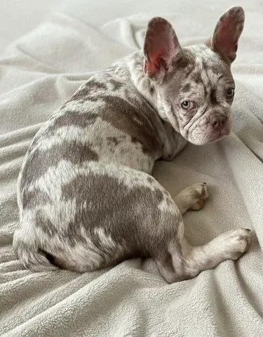male French bulldog looking for new home