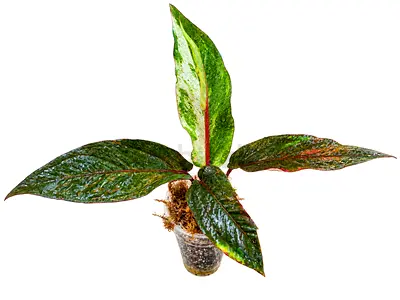 Anthurium Hookeri Variegated.  AED275/- .Pickup in Sharjah. Delivery can be arranged.  #AnthuriumHoo