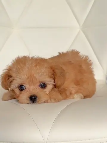 Small fluffy puppy looking for a loving home — young and gentle