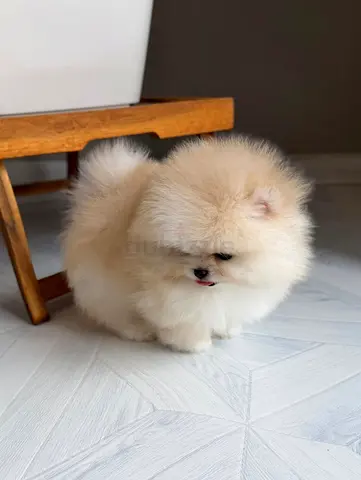 Cute cream Pomeranian puppy available for adoption — healthy and playful