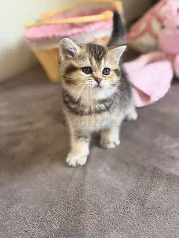 Dark brown mix British shorthair
