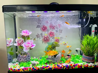Complete 60L Home Aquarium with Fish, LED Light and Filter
