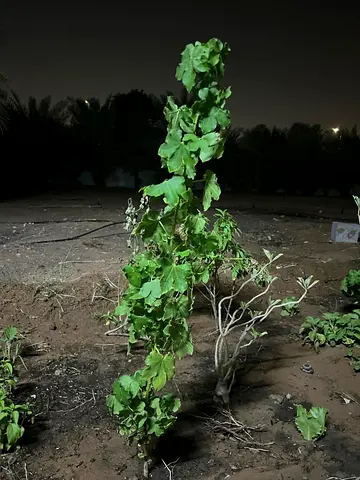 Cotton plant
