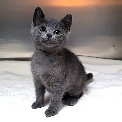 sweet grey Russian blue pure breed and best breed