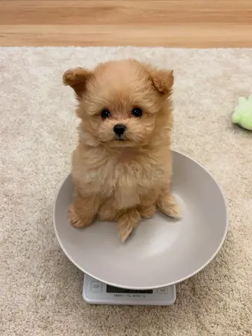 Adorable cream Pomeranian puppy — healthy, playful