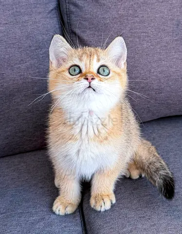 Pure British Shorthair Ny12 Golden Chinchilla Kittens