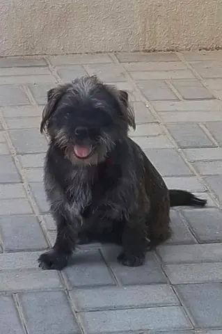 Maltese mixed with chihuahua