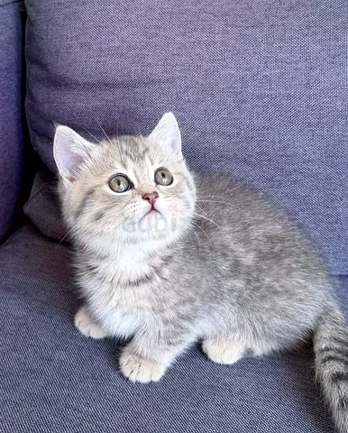 Pure Munchkin Female Kitten