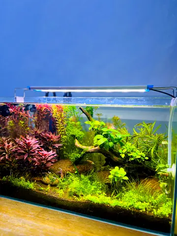 Well-planted 60–80cm Freshwater Aquarium with LED Light and Live Plants
