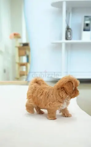Small maltese puppy — friendly family dog, ready for a home