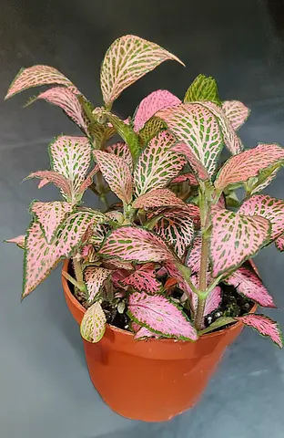​🌿 Colorful Fittonia (Nerve Plant) Assortment for Sale!