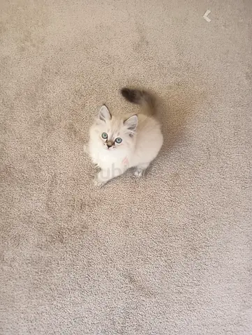 Pure Ragdoll Kittens