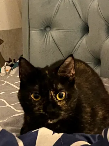 Meet Basbosa, a sweet loving 2-years-old cat who is looking for a permanent home.